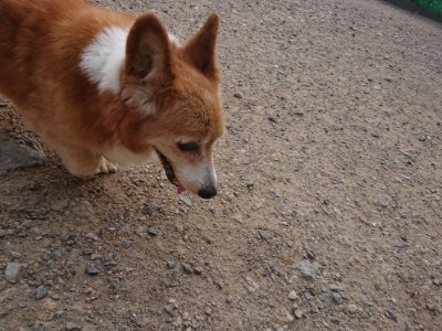 f:id:roukenhome-ann:20190818152308j:plain