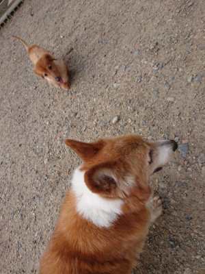f:id:roukenhome-ann:20190818152341j:plain