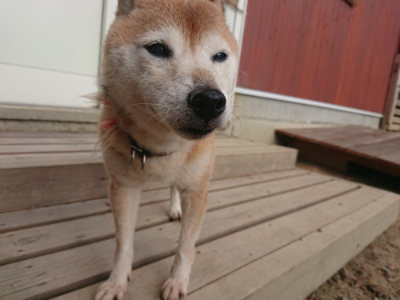 f:id:roukenhome-ann:20190818154052j:plain