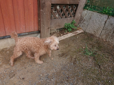 f:id:roukenhome-ann:20190818154421j:plain