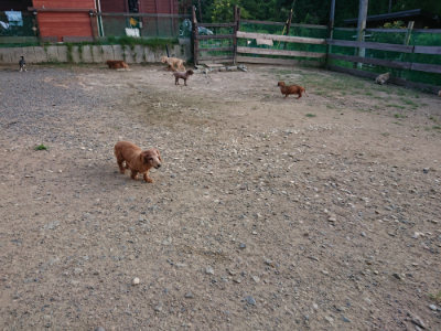 f:id:roukenhome-ann:20190818154456j:plain