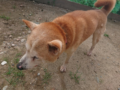 f:id:roukenhome-ann:20190818174809j:plain