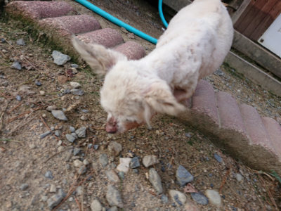 f:id:roukenhome-ann:20190818174916j:plain