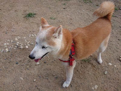 f:id:roukenhome-ann:20190818175025j:plain