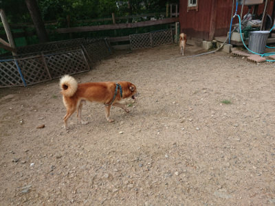 f:id:roukenhome-ann:20190818175645j:plain