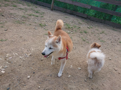 f:id:roukenhome-ann:20190818175732j:plain