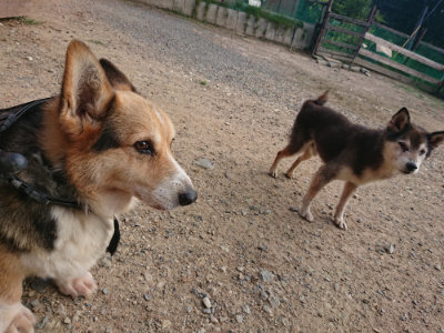 f:id:roukenhome-ann:20190818175858j:plain