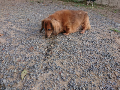 f:id:roukenhome-ann:20190818175938j:plain