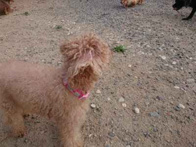 f:id:roukenhome-ann:20190818182236j:plain