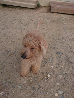 f:id:roukenhome-ann:20190818182401j:plain