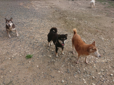f:id:roukenhome-ann:20190818183215j:plain