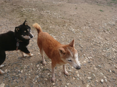 f:id:roukenhome-ann:20190818183329j:plain