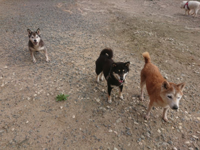 f:id:roukenhome-ann:20190818183339j:plain