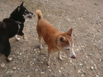 f:id:roukenhome-ann:20190818183434j:plain