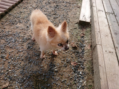 f:id:roukenhome-ann:20190818183735j:plain