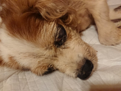 f:id:roukenhome-ann:20190818184332j:plain