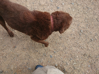 f:id:roukenhome-ann:20190818184512j:plain