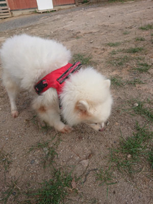 f:id:roukenhome-ann:20190818184727j:plain