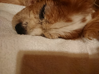 f:id:roukenhome-ann:20190818184821j:plain