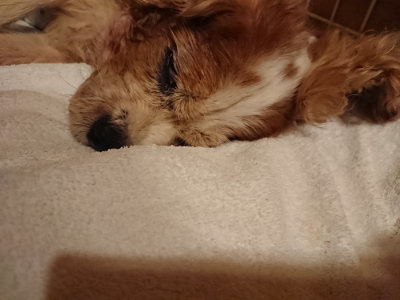 f:id:roukenhome-ann:20190818184833j:plain