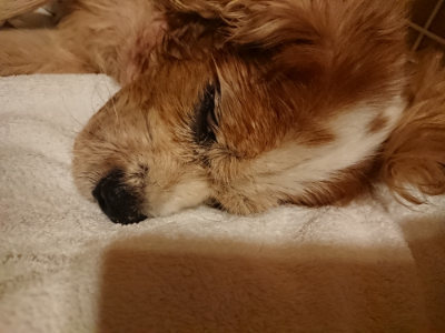 f:id:roukenhome-ann:20190818184848j:plain