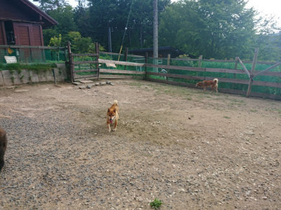 f:id:roukenhome-ann:20190818185008j:plain