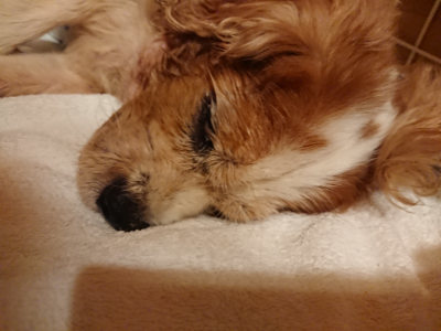 f:id:roukenhome-ann:20190818185034j:plain