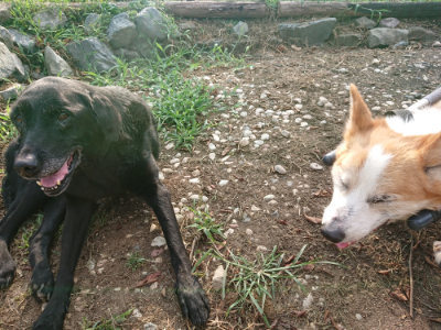f:id:roukenhome-ann:20190818185040j:plain