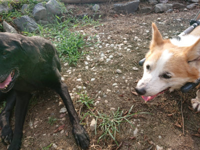 f:id:roukenhome-ann:20190818185053j:plain