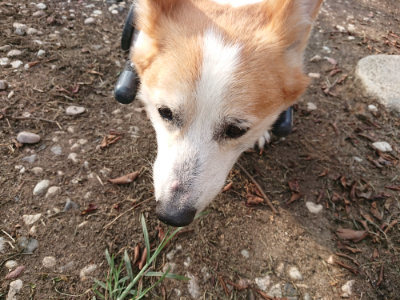 f:id:roukenhome-ann:20190818185105j:plain
