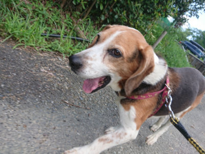 f:id:roukenhome-ann:20190818185419j:plain