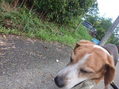 f:id:roukenhome-ann:20190818185428j:plain