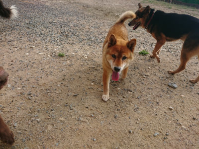 f:id:roukenhome-ann:20190818185515j:plain