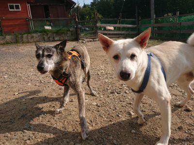 f:id:roukenhome-ann:20190818185822j:plain