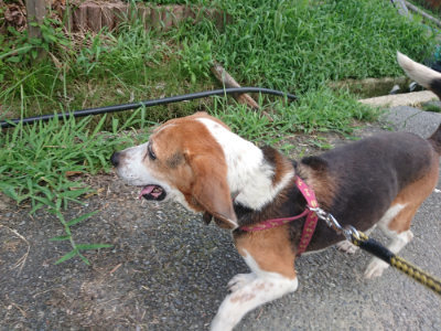 f:id:roukenhome-ann:20190818190230j:plain