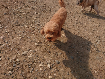 f:id:roukenhome-ann:20190818212951j:plain