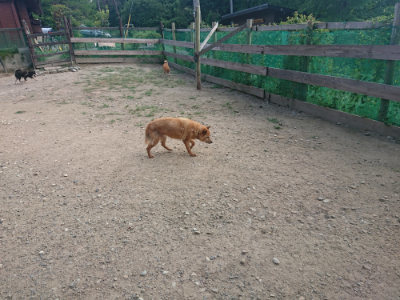 f:id:roukenhome-ann:20190818213301j:plain
