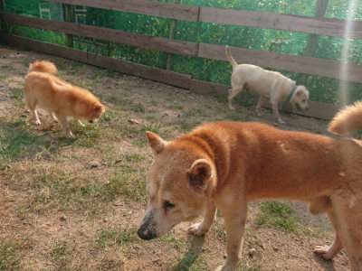 f:id:roukenhome-ann:20190818213309j:plain