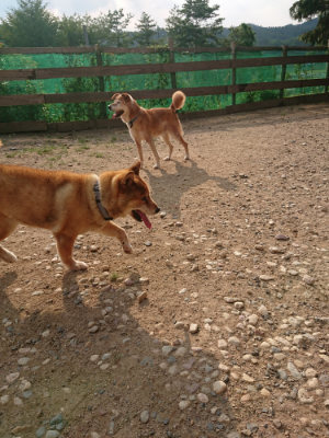 f:id:roukenhome-ann:20190818213459j:plain
