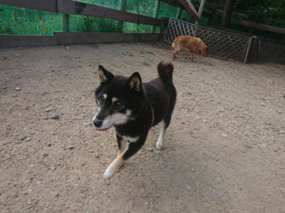 f:id:roukenhome-ann:20190818213722j:plain