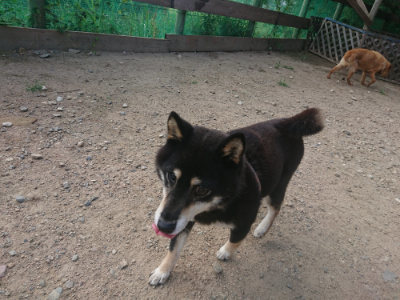 f:id:roukenhome-ann:20190818213729j:plain