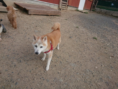 f:id:roukenhome-ann:20190818213924j:plain