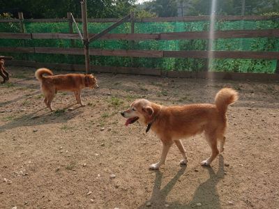f:id:roukenhome-ann:20190819045627j:plain