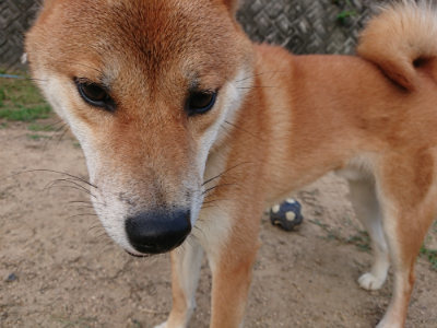 f:id:roukenhome-ann:20190819045742j:plain