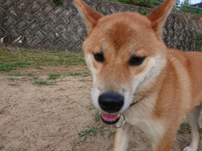 f:id:roukenhome-ann:20190819045755j:plain
