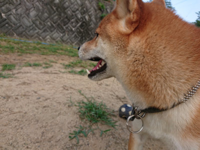 f:id:roukenhome-ann:20190819045812j:plain