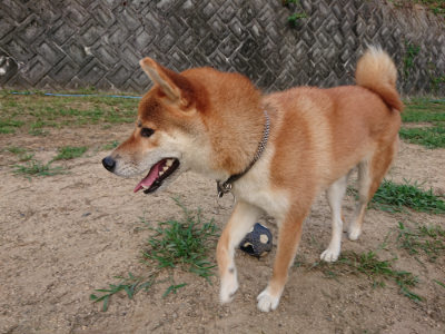 f:id:roukenhome-ann:20190819045851j:plain