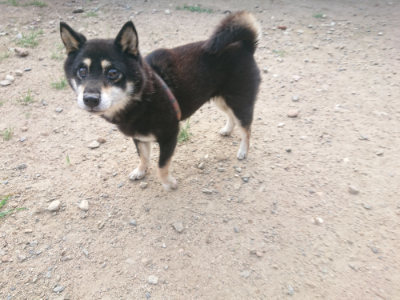 f:id:roukenhome-ann:20190819050229j:plain