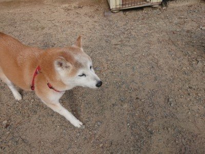 f:id:roukenhome-ann:20190819050357j:plain