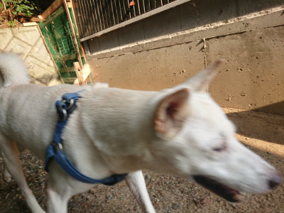 f:id:roukenhome-ann:20190819050511j:plain